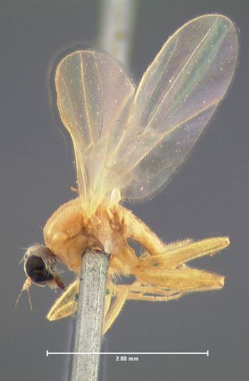 Media type: image;   Entomology 1177 Aspect: habitus lateral view